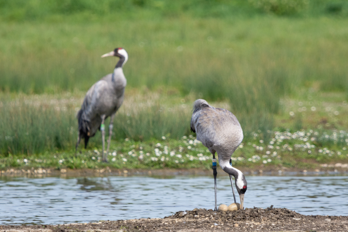 Crane pair Kia and Chocolo at Slimbridge Wetland Centre. Credit WWT and Sarah Freeman (2).jpg